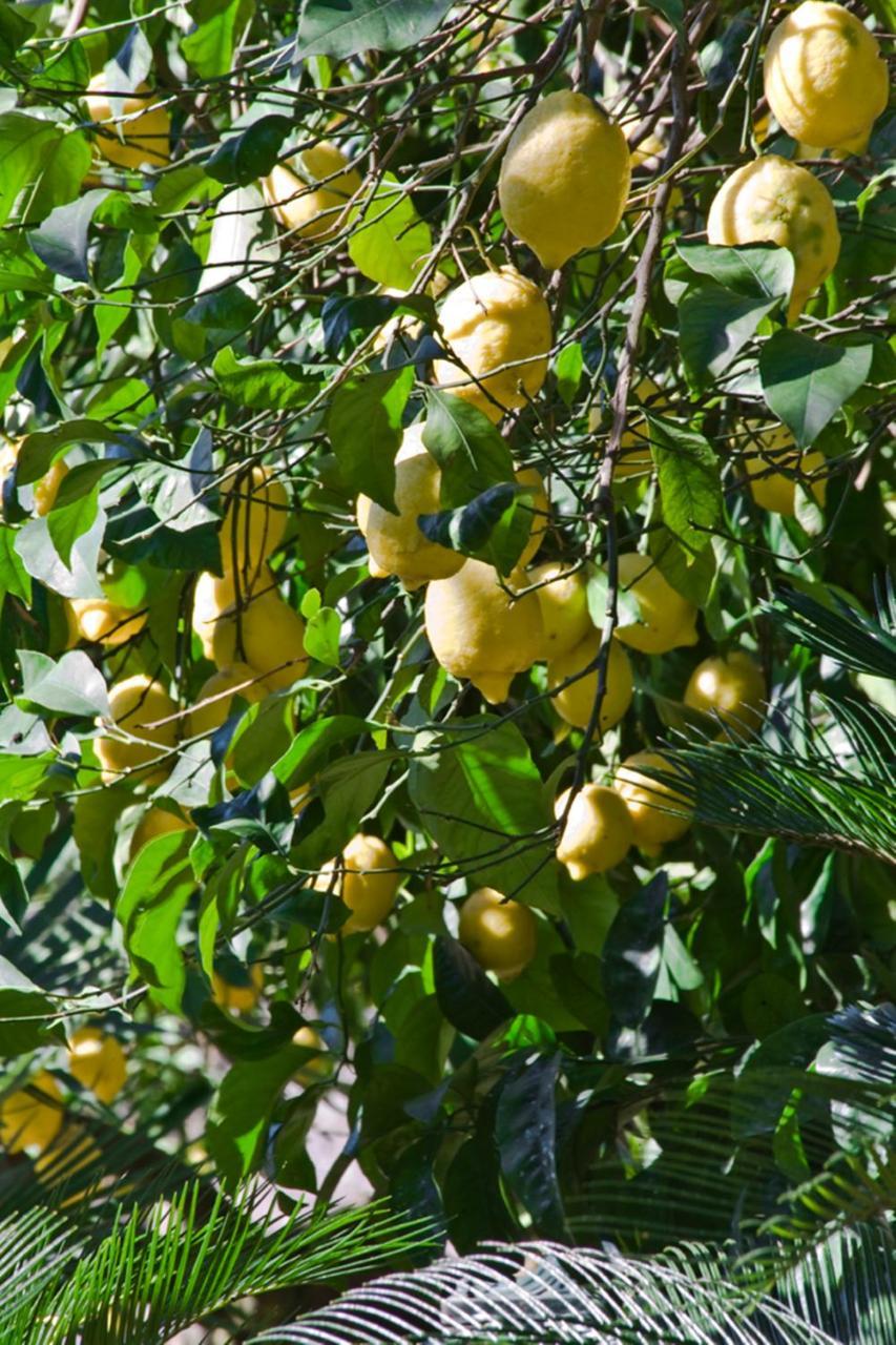Suite Lidia B&B Sorrento Eksteriør bilde